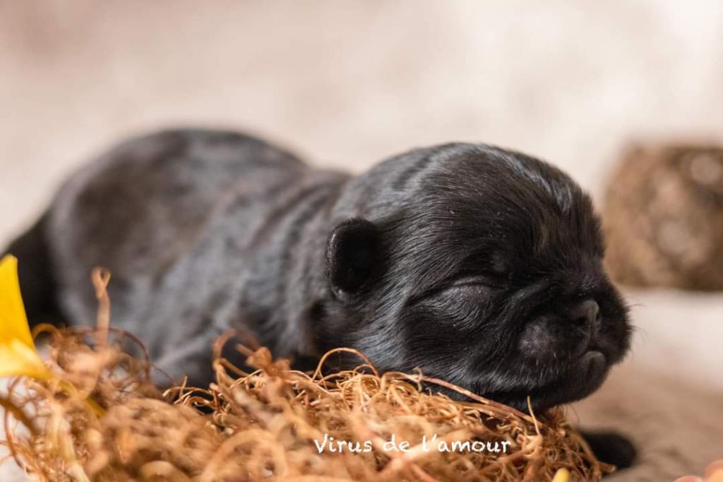 Du Domaine De Lorien - Chiot disponible  - Petit Brabançon