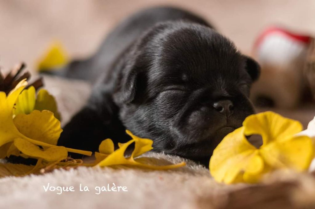 Du Domaine De Lorien - Chiot disponible  - Petit Brabançon