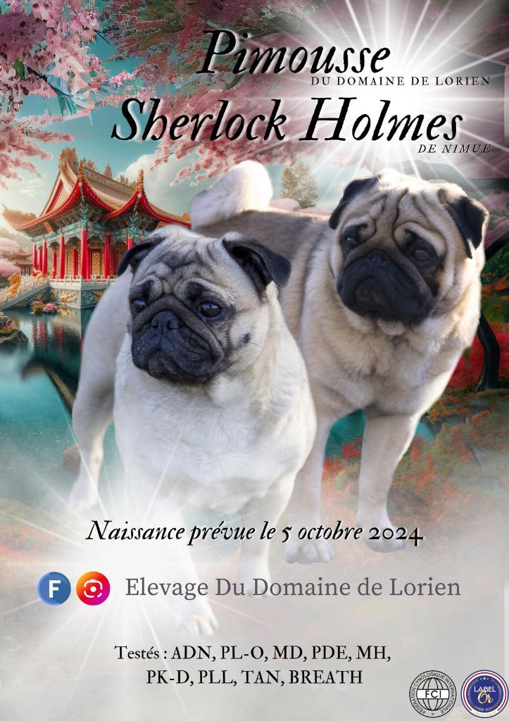 chiot Carlin Du Domaine De Lorien