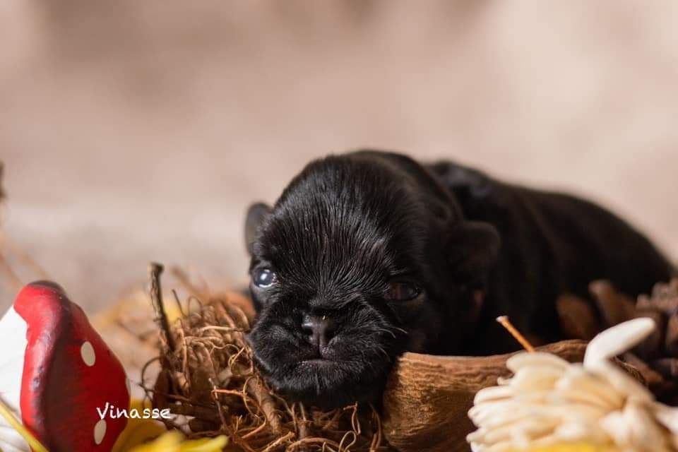 Du Domaine De Lorien - Chiot disponible  - Petit Brabançon