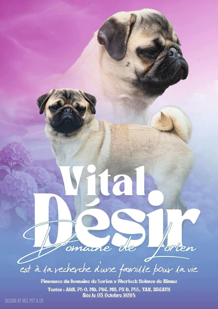 Vital désir Du Domaine De Lorien