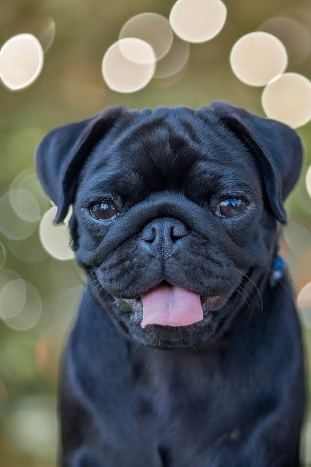 Vanille fraise Du Domaine De Lorien