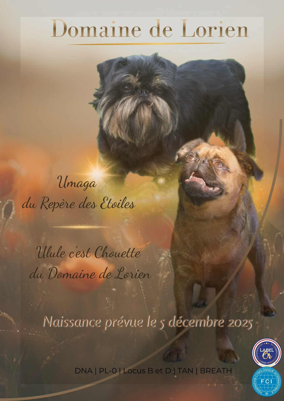 Bébés griffon bruxellois disponibles