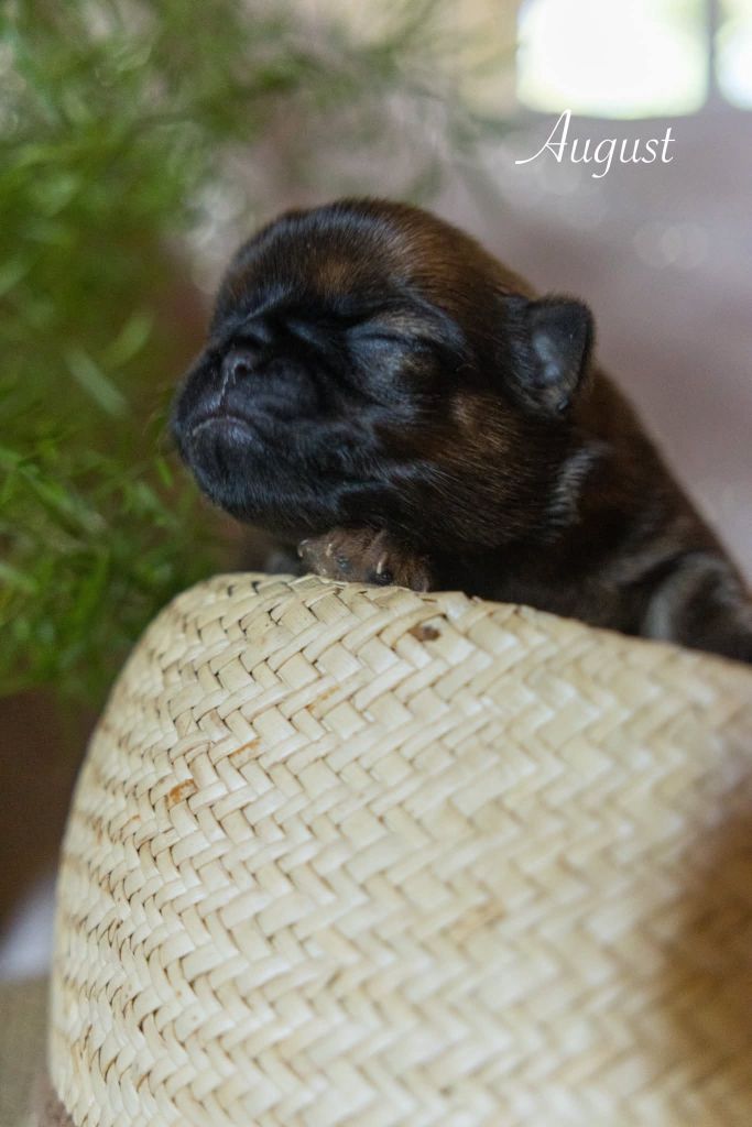 Du Domaine De Lorien - Chiots disponibles - Petit Brabançon
