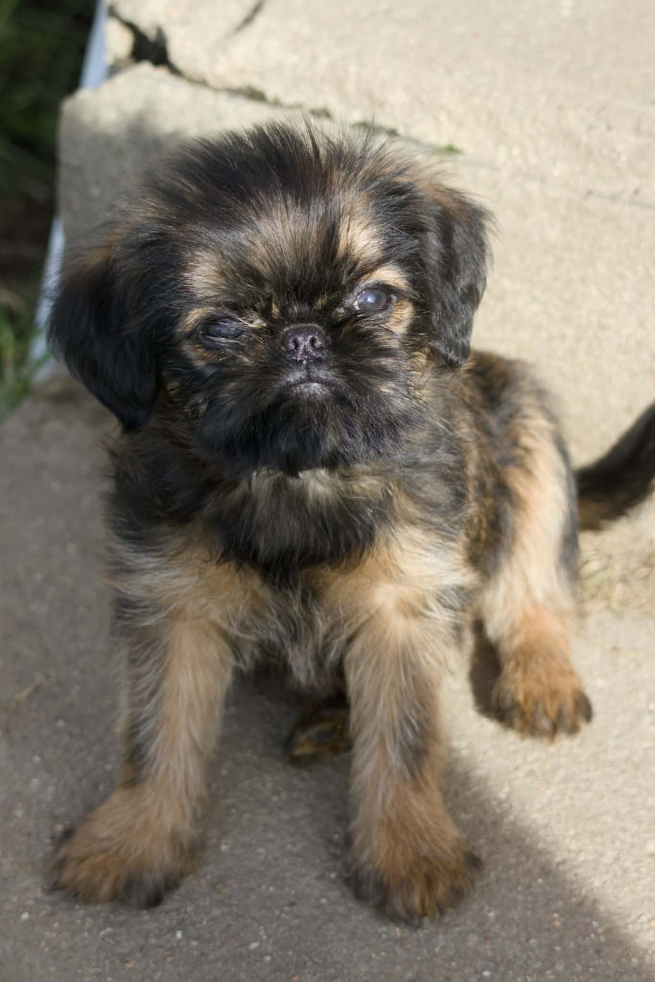 Du Domaine De Lorien - Chiots disponibles - Griffon bruxellois