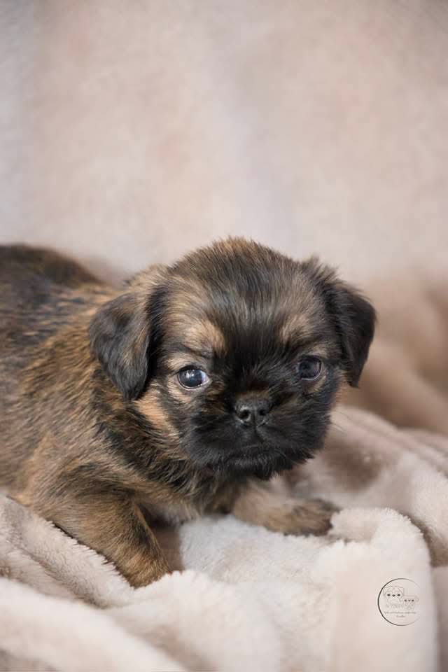 Du Domaine De Lorien - Chiots disponibles - Griffon bruxellois