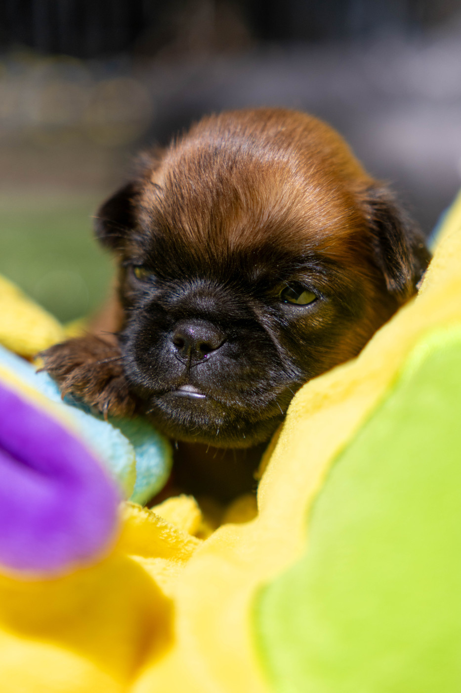Du Domaine De Lorien - Chiots disponibles - Griffon bruxellois
