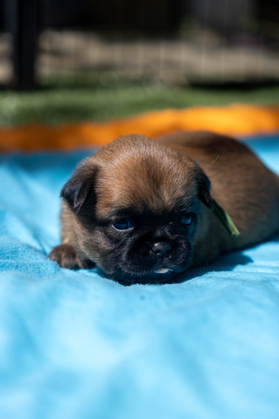 Du Domaine De Lorien - Chiots disponibles - Griffon bruxellois