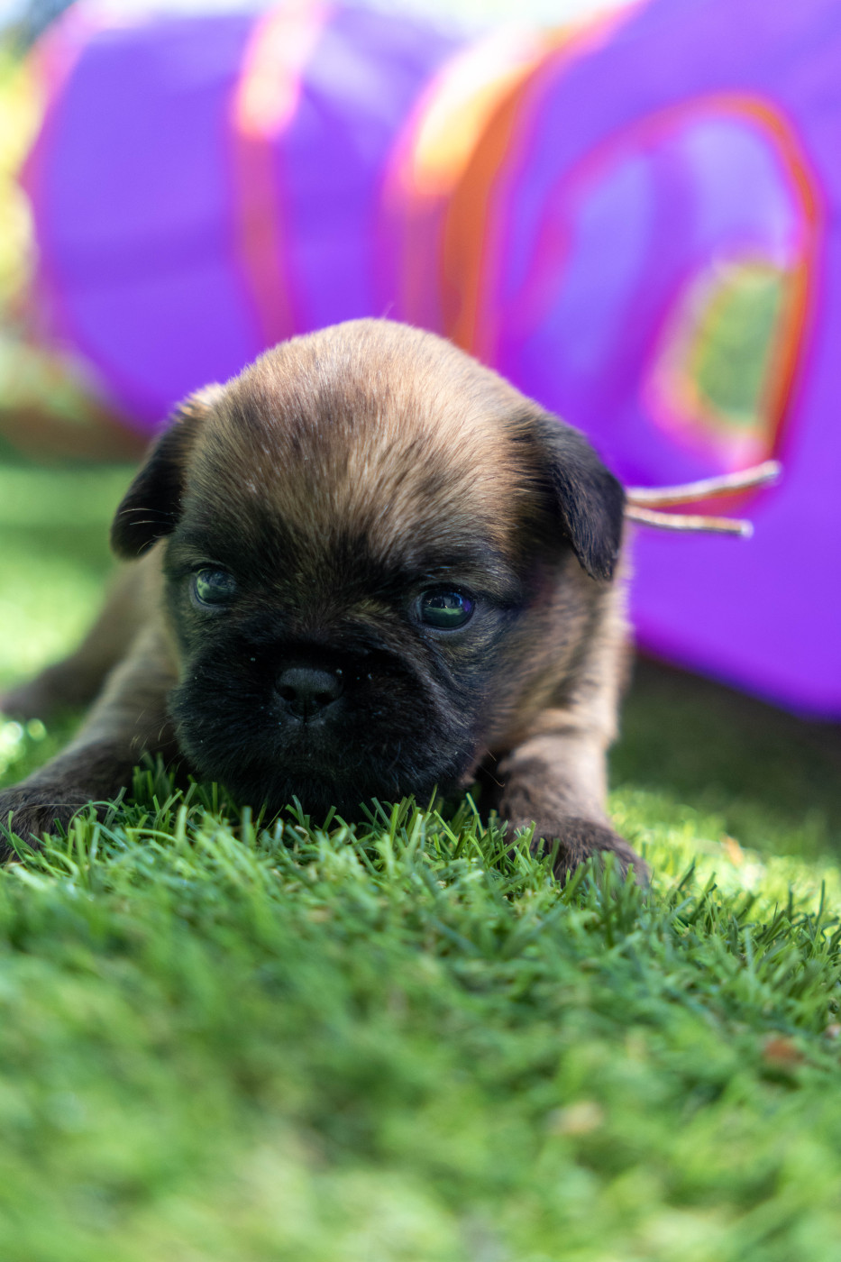 Du Domaine De Lorien - Chiots disponibles - Griffon bruxellois