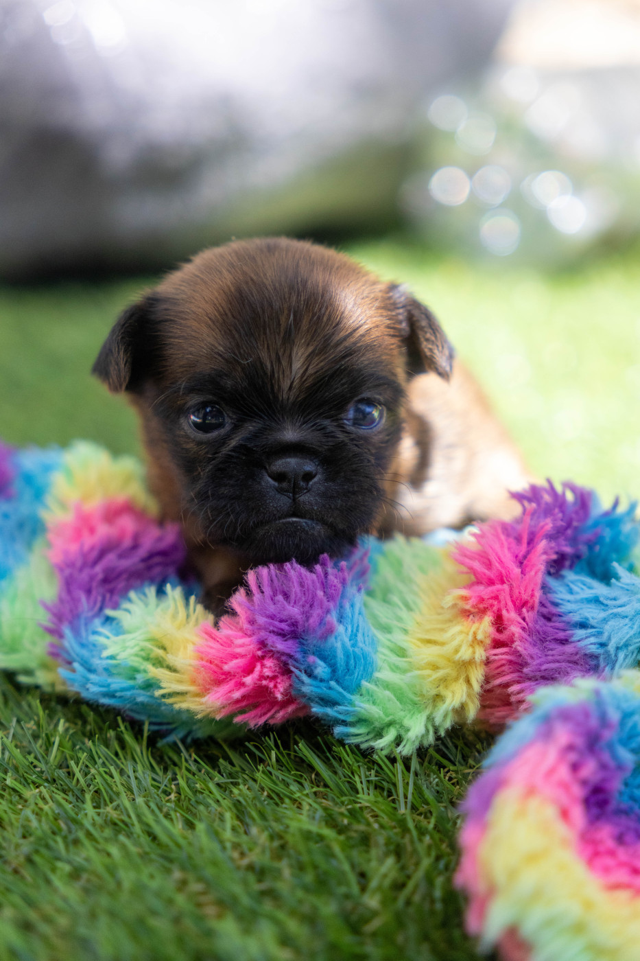 Du Domaine De Lorien - Chiots disponibles - Griffon bruxellois