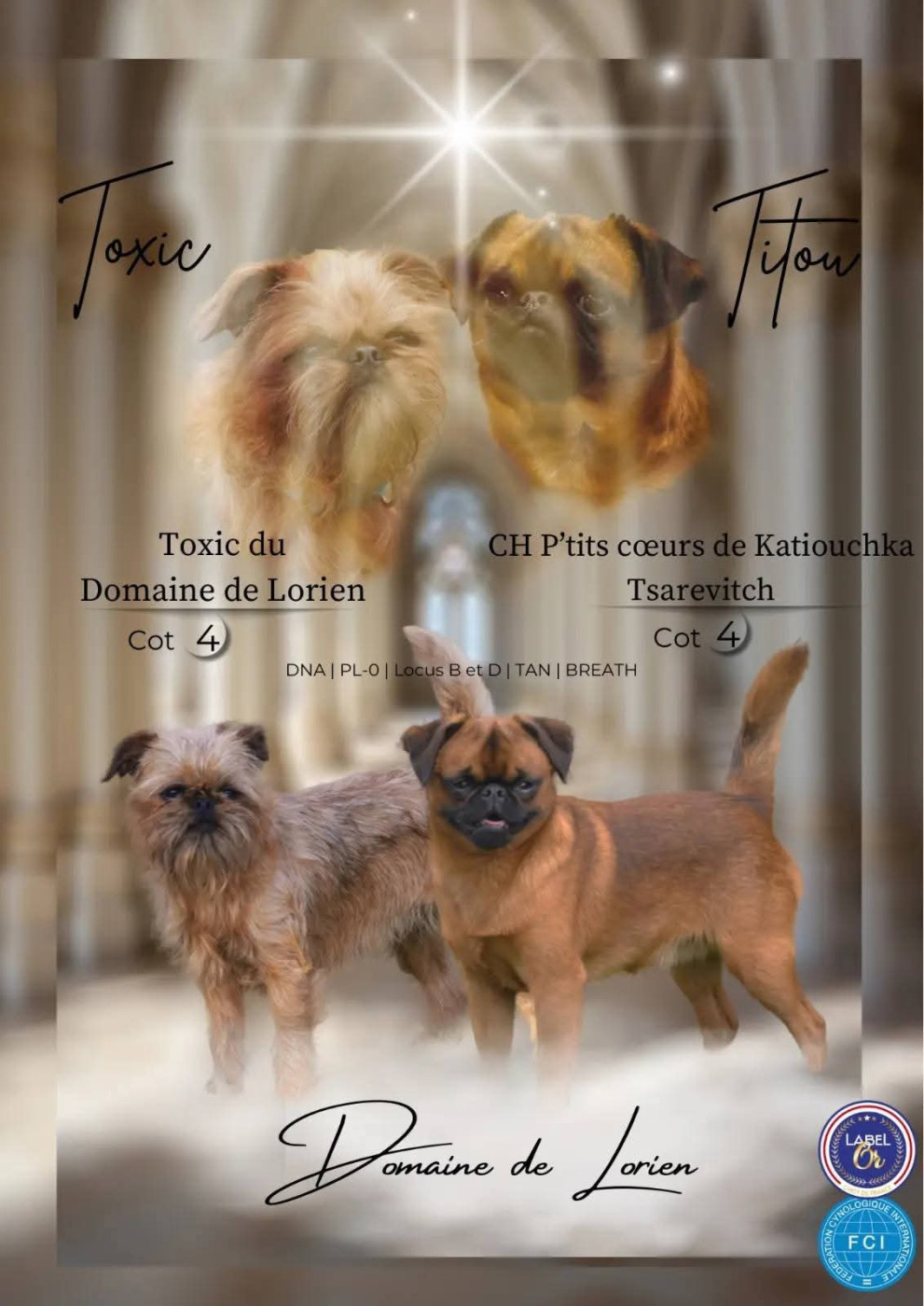 Chiot Petit Brabançon Du Domaine De Lorien