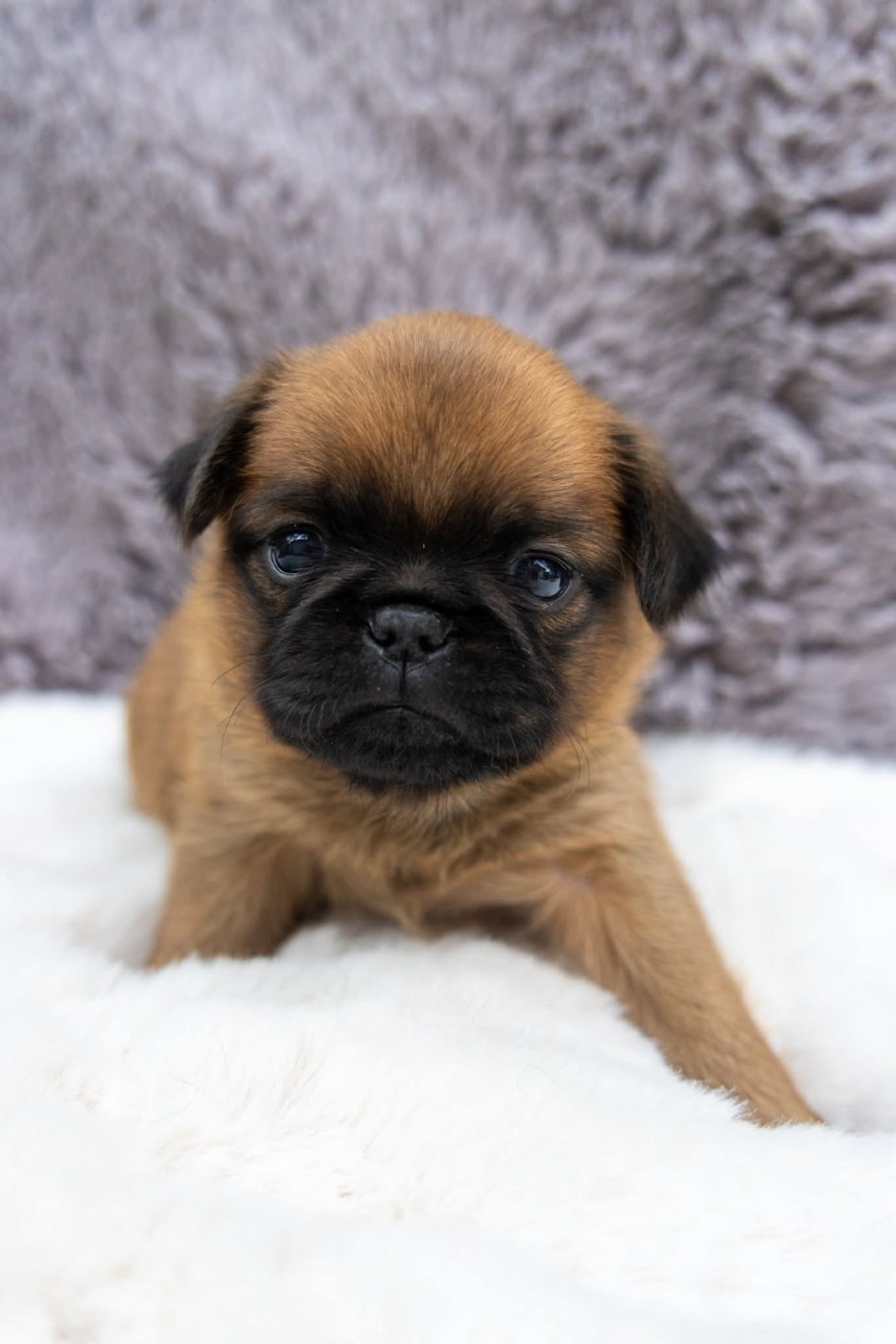 Du Domaine De Lorien - Chiots disponibles - Petit Brabançon