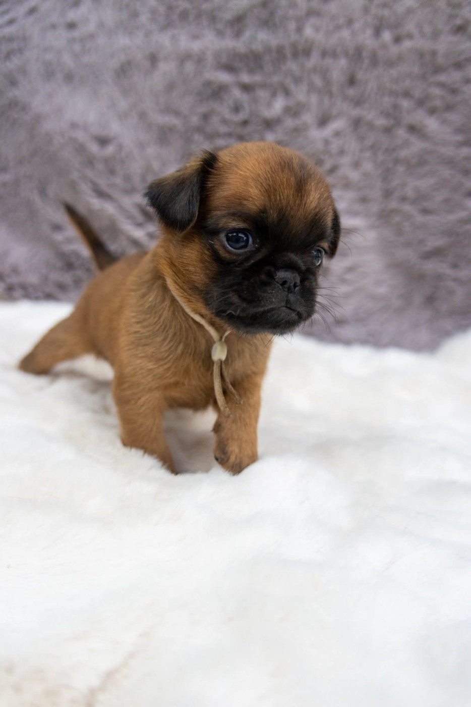 Du Domaine De Lorien - Chiots disponibles - Petit Brabançon