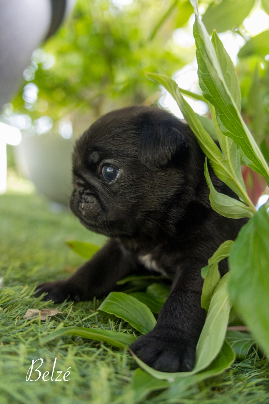 Du Domaine De Lorien - Chiots disponibles - Carlin