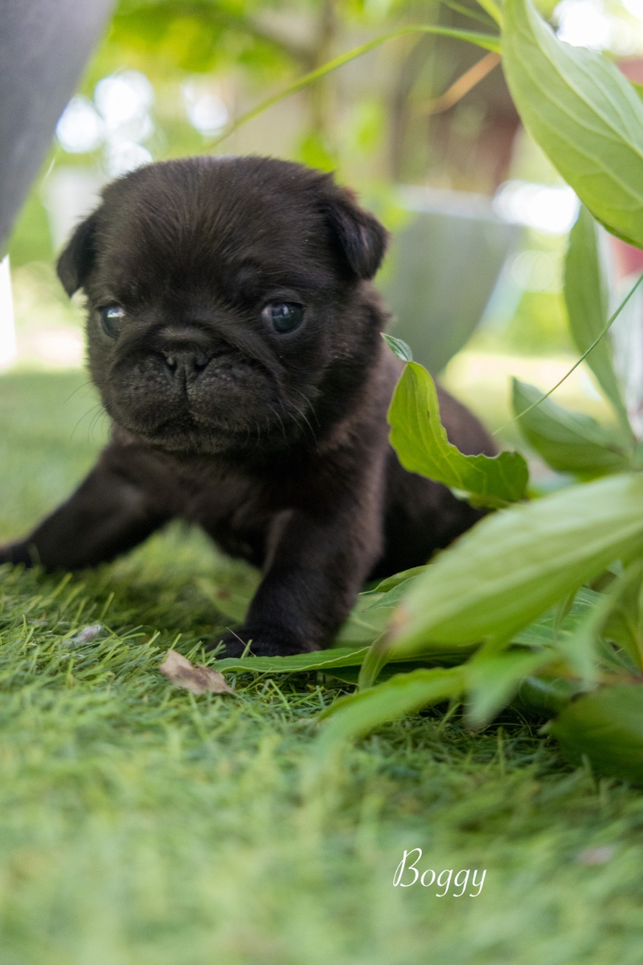 Du Domaine De Lorien - Chiots disponibles - Carlin