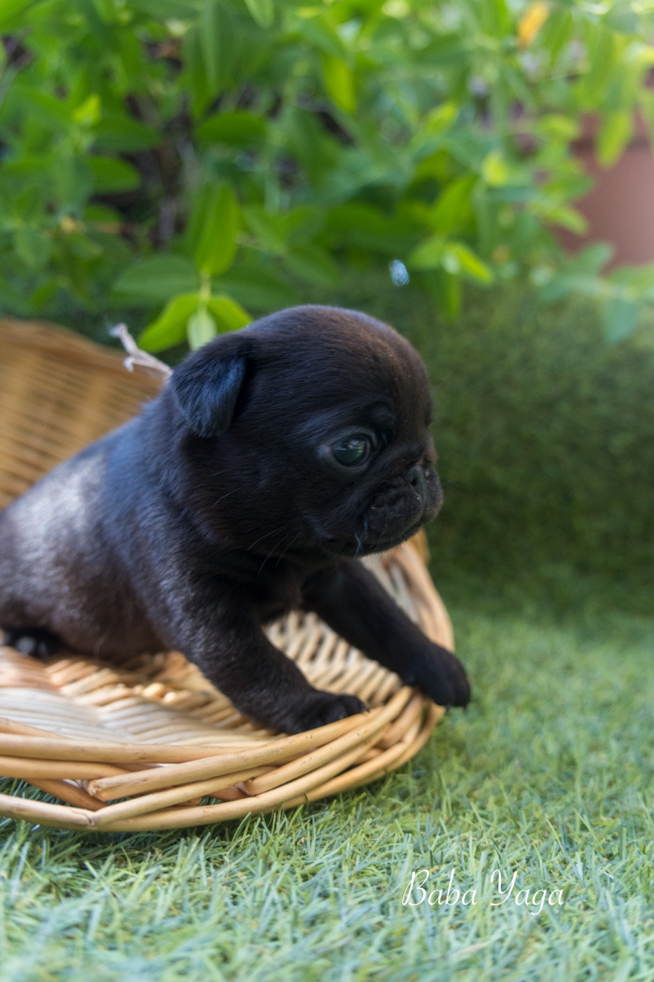 Du Domaine De Lorien - Chiots disponibles - Carlin