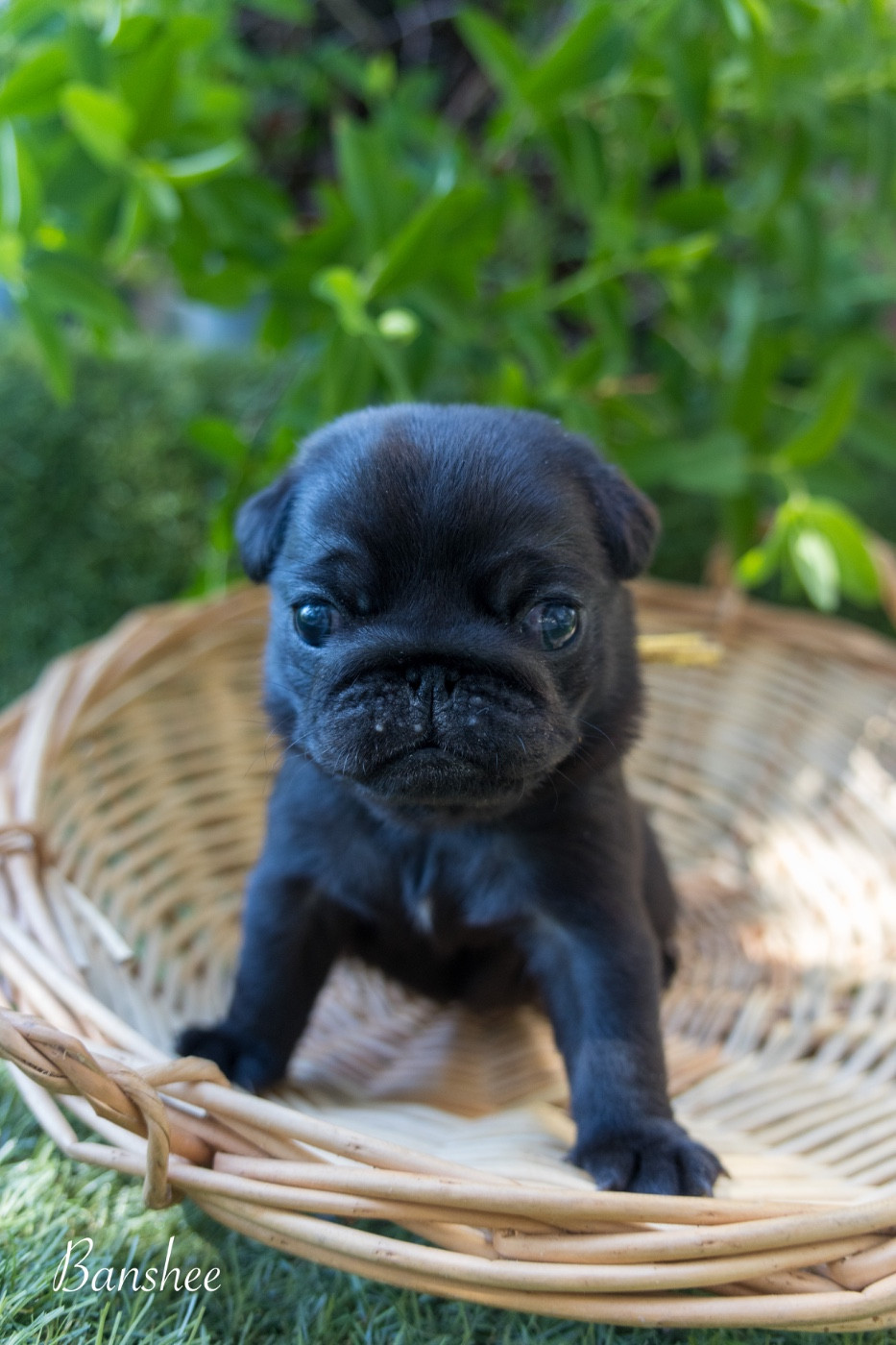 Du Domaine De Lorien - Chiots disponibles - Carlin