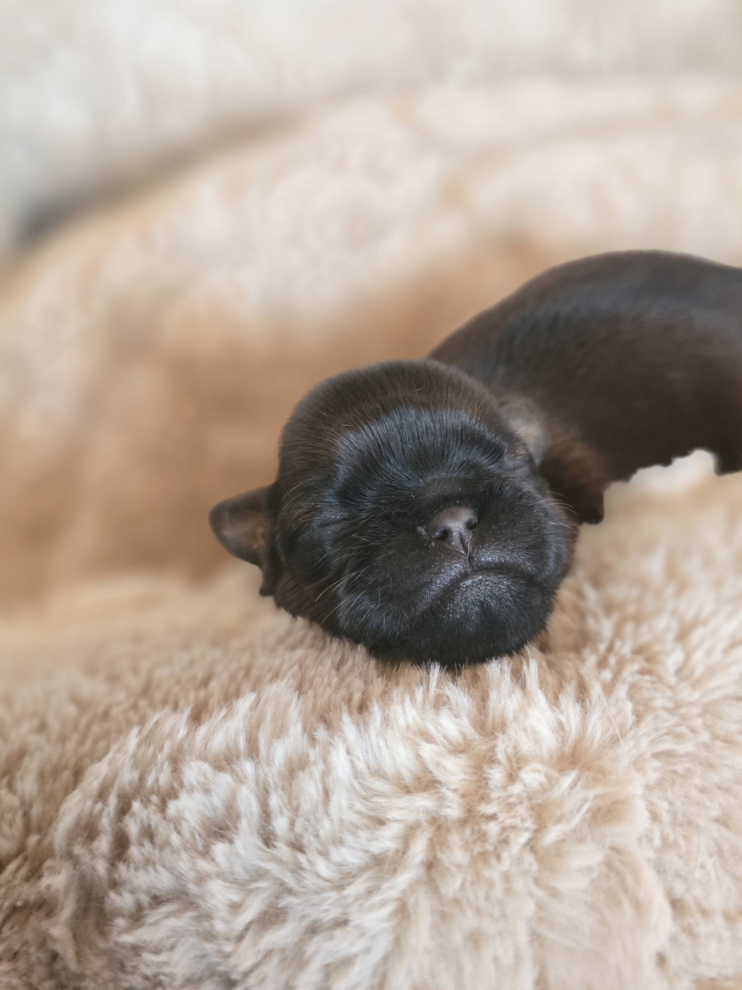 Du Domaine De Lorien - Chiots disponibles - Petit Brabançon