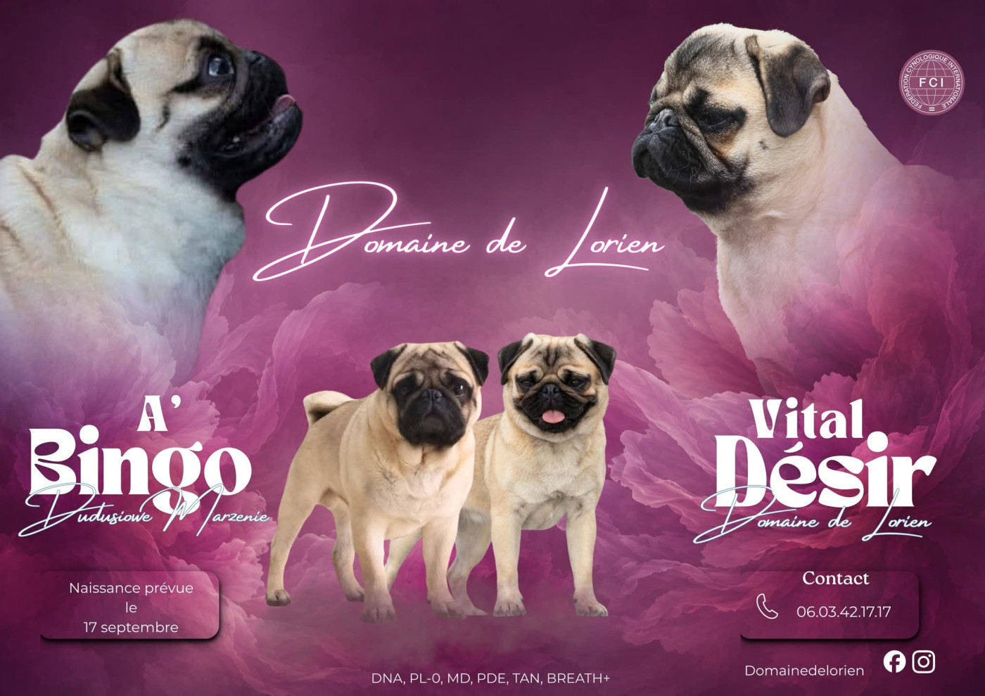 Chiot Carlin Du Domaine De Lorien