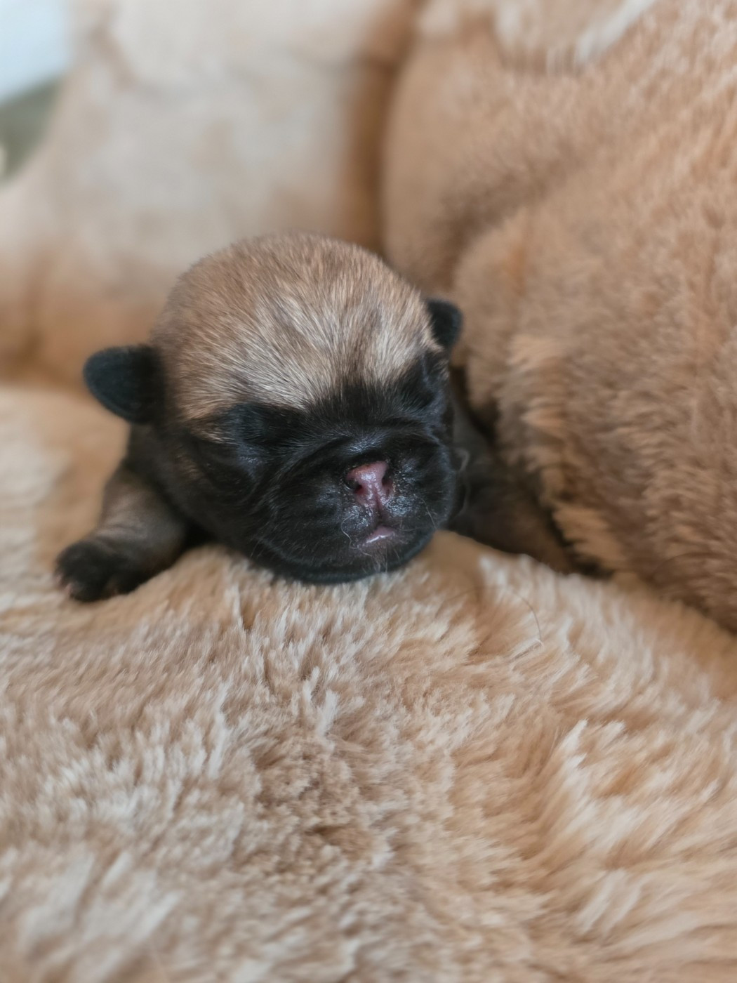 Du Domaine De Lorien - Chiots disponibles - Carlin