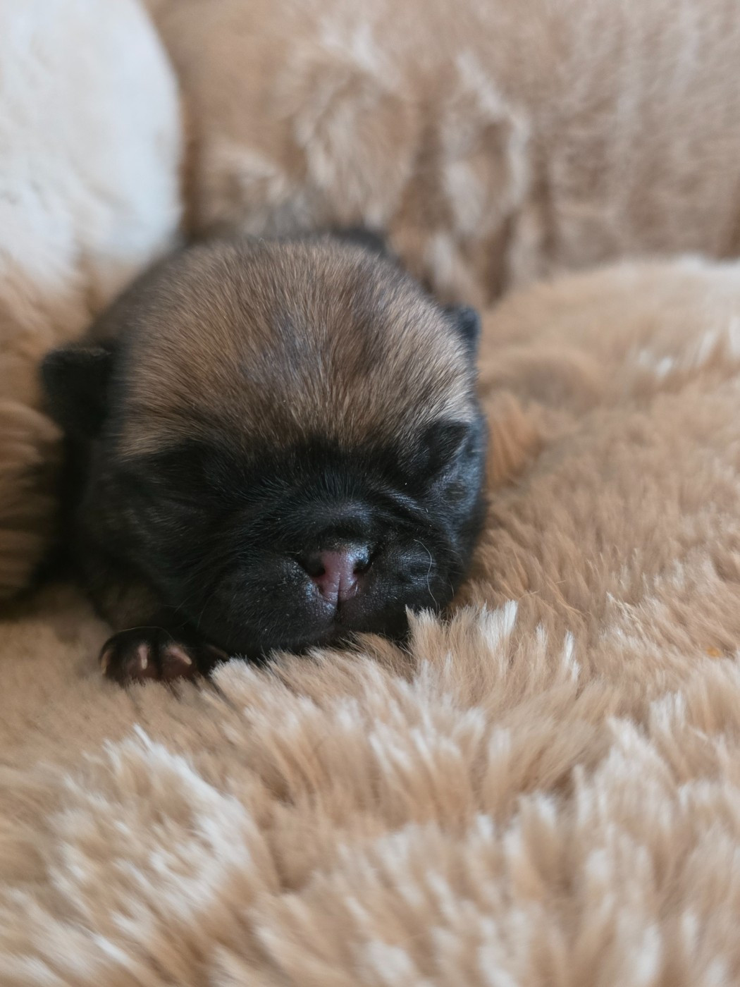 Du Domaine De Lorien - Chiots disponibles - Carlin