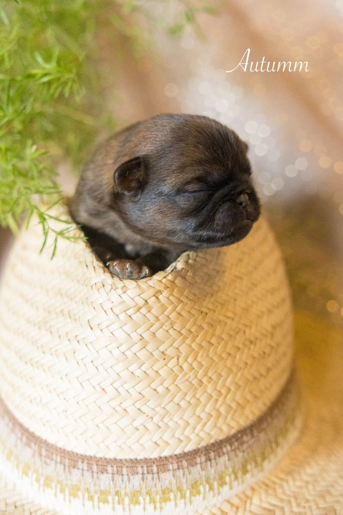 Du Domaine De Lorien - Chiots disponibles - Petit Brabançon