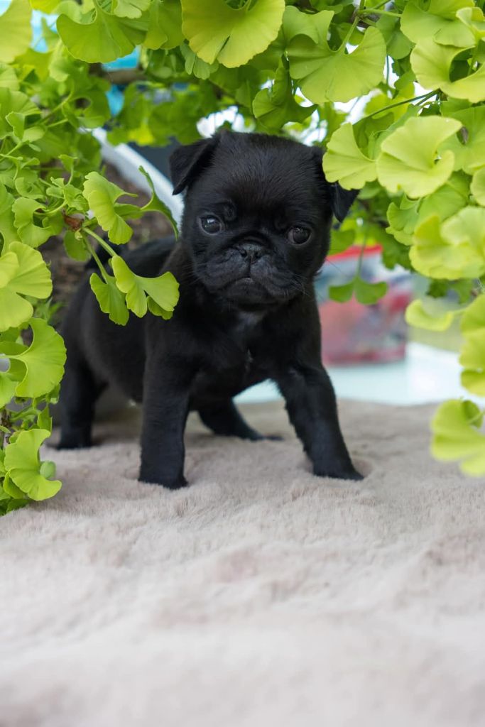 Du Domaine De Lorien - Chiots disponibles - Carlin