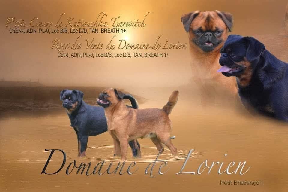 Chiot Petit Brabançon Du Domaine De Lorien