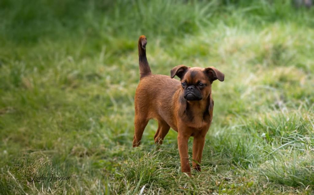 Du Domaine De Lorien - Chiots disponibles - Petit Brabançon