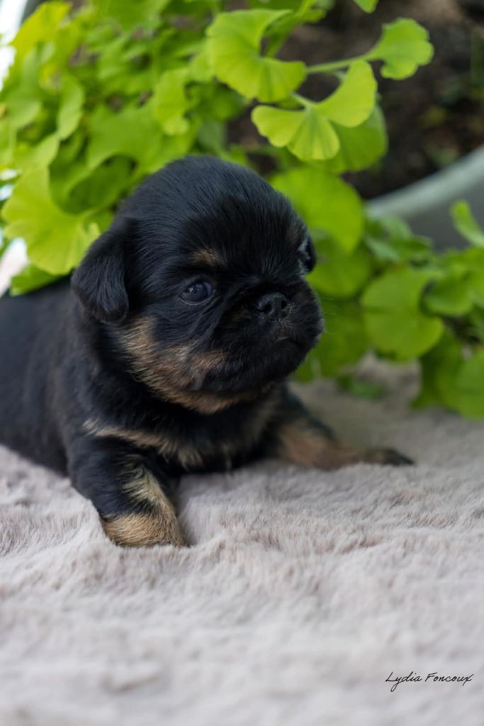 Du Domaine De Lorien - Chiots disponibles - Petit Brabançon