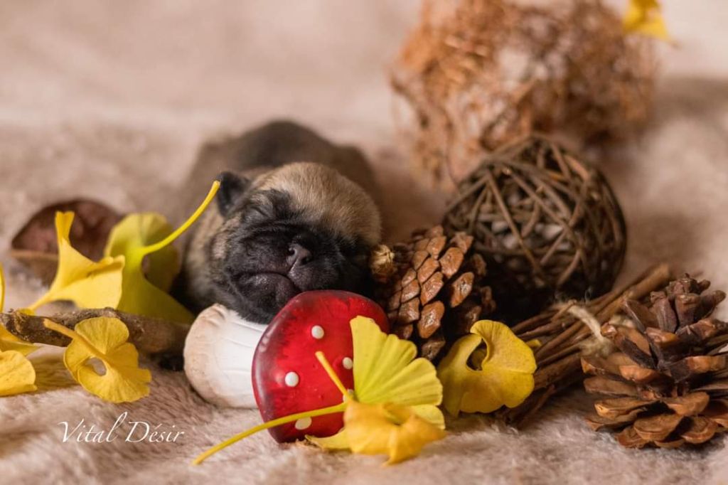Du Domaine De Lorien - Chiots disponibles - Carlin
