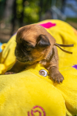 Chiot N°4