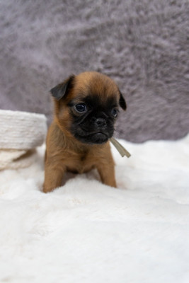 Chiot N°2