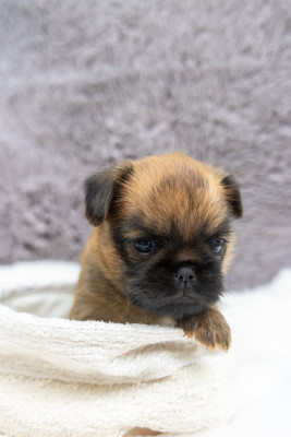 Chiot N°3
