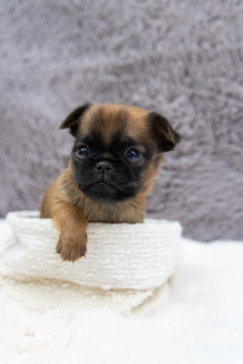 Chiot N°4