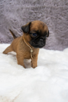 Chiot N°5