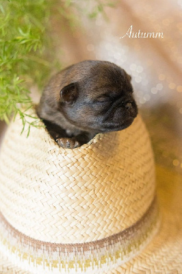 CHIOT 2
