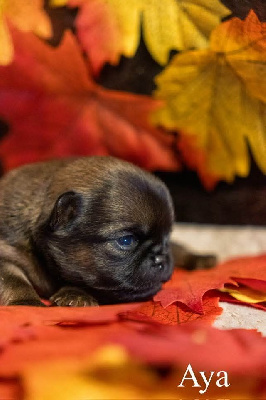 CHIOT 3