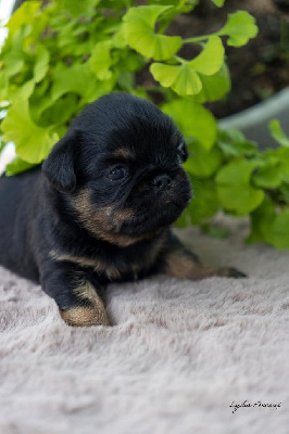CHIOT 1