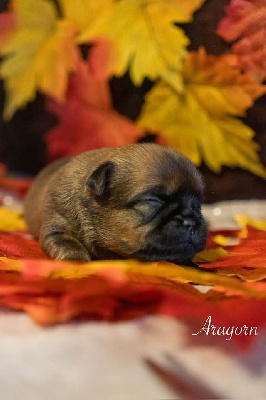 CHIOT 2