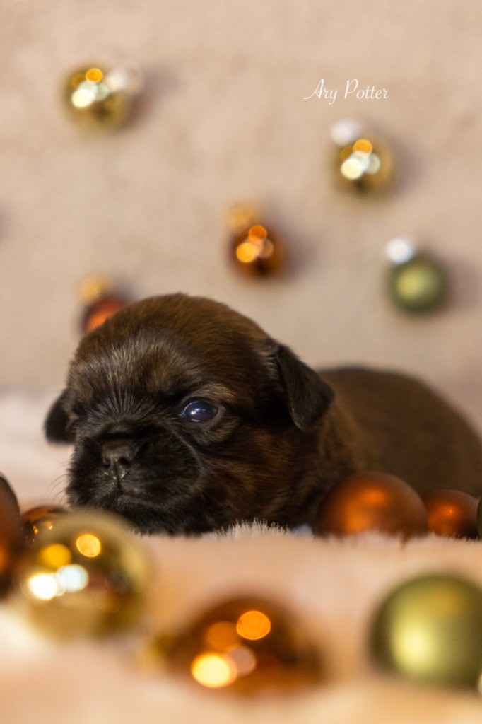 Du Domaine De Lorien - Chiots disponibles - Petit Brabançon