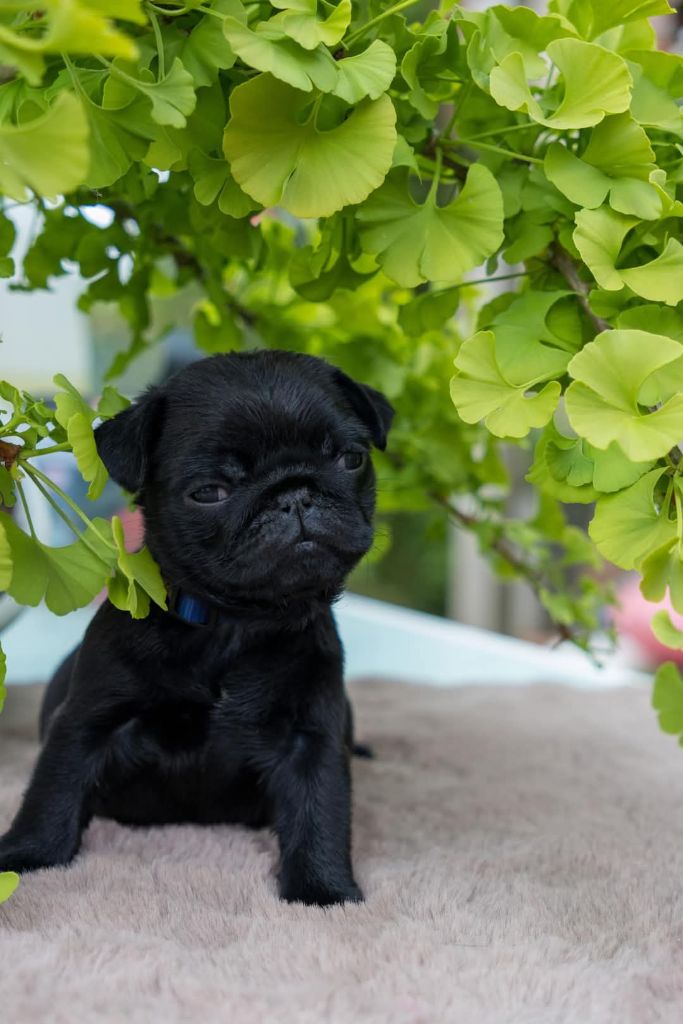 Du Domaine De Lorien - Chiots disponibles - Carlin