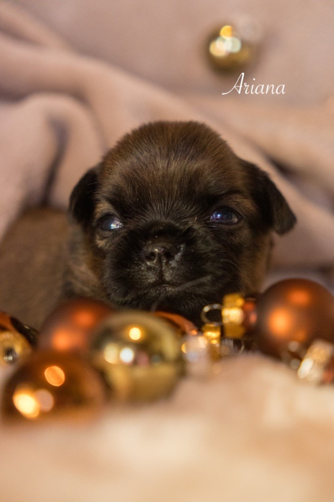 Du Domaine De Lorien - Chiots disponibles - Petit Brabançon