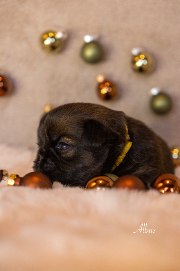 Du Domaine De Lorien - Chiots disponibles - Petit Brabançon