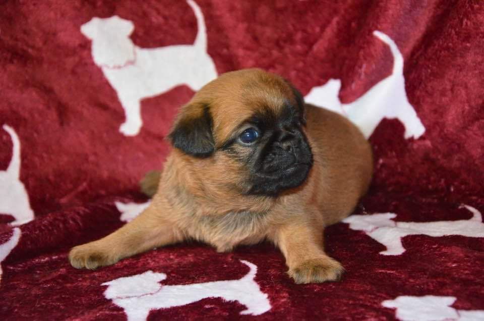 Du Domaine De Lorien - Chiots disponibles - Griffon bruxellois